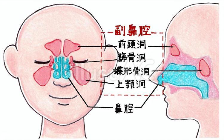 鼻の構造