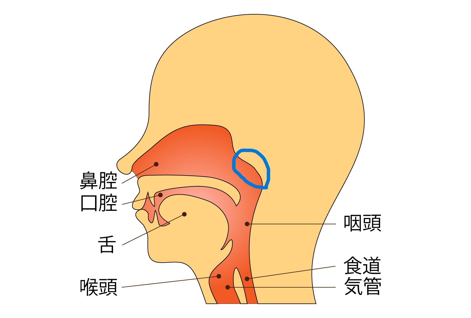 上咽頭